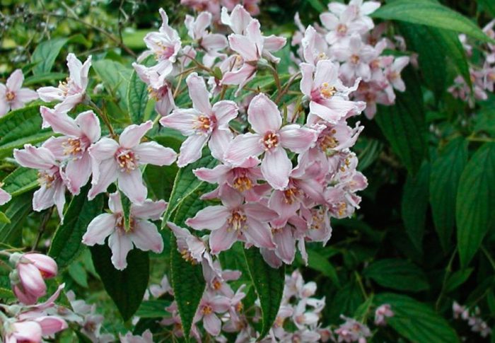 Cây hoa hòe (Deutzia longifolia)