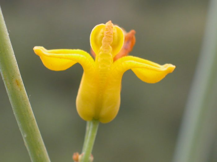 Dicentra amb flors daurades (Dicentra chrysantha)