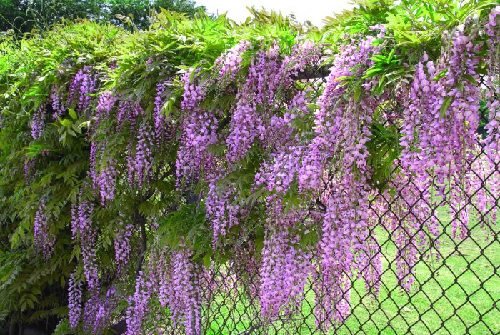 Omsorg for wisteria i haven
