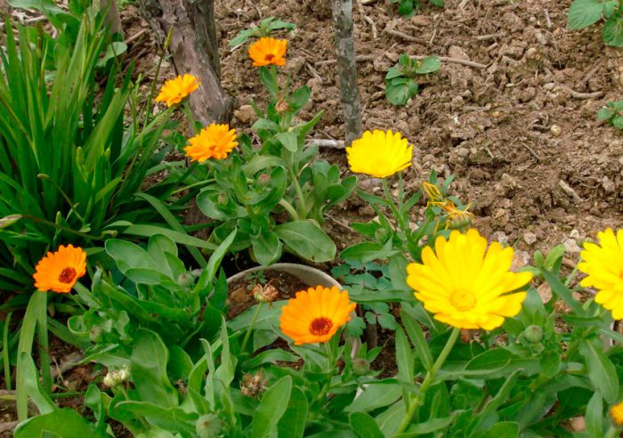 Ringelblume auf offenem Boden pflanzen