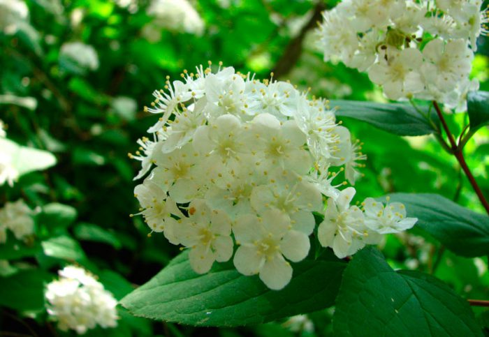Deutzia amur, o piccolo fiore (Deutzia amurensis)