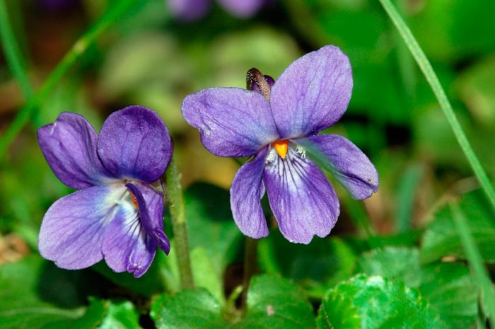 Viola perfumada (Viola odorata)