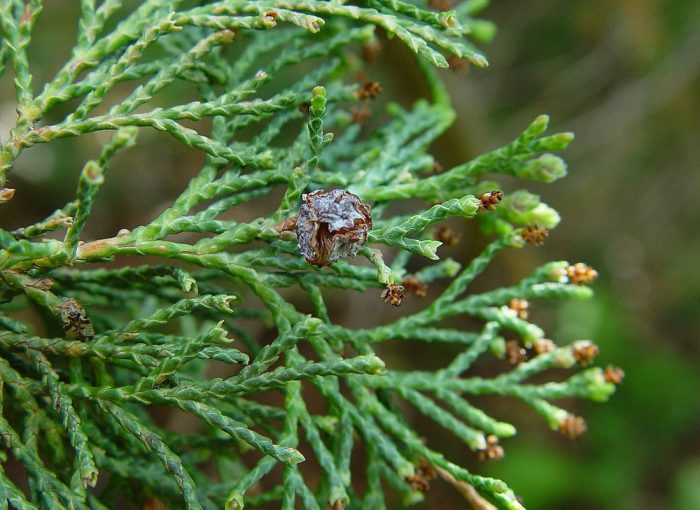 Thuate cypress (Chamaecyparis thyoides)