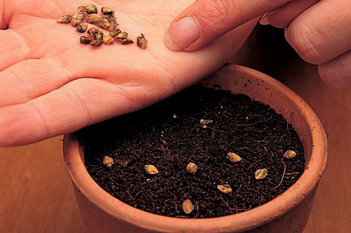 Kaip auginti iš sėklų