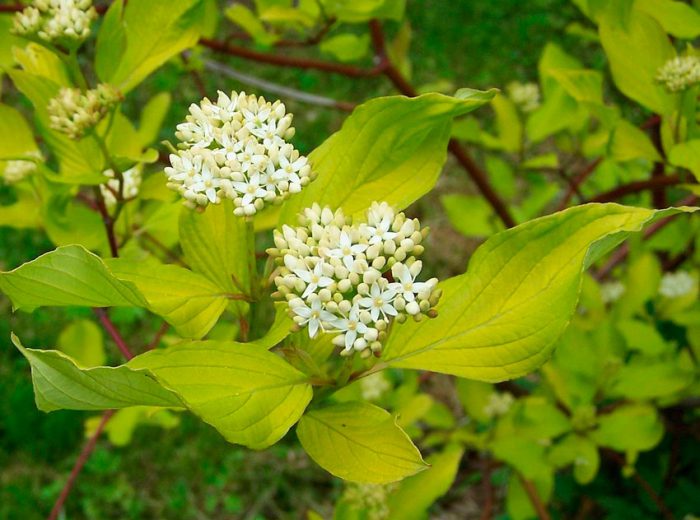 ดอกวูดสีขาว (Cornus alba)