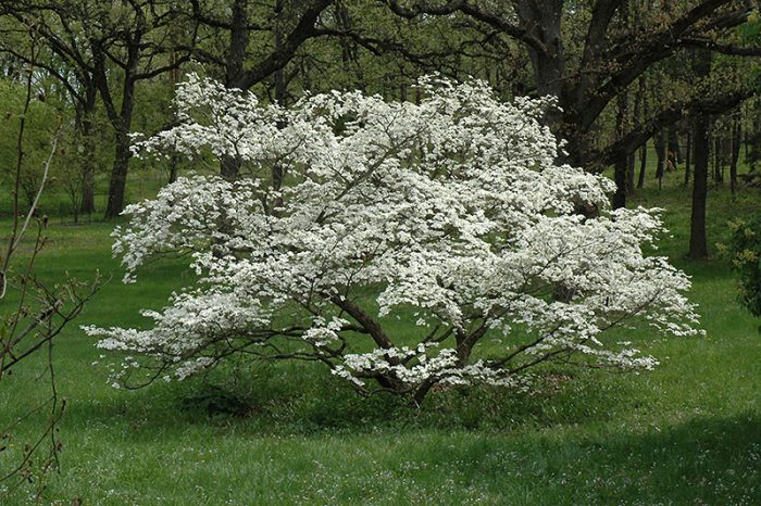 Blomstrende dogwood (Cornus florida)
