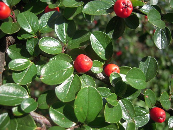 All-edge cotoneaster, of gewone cotoneaster