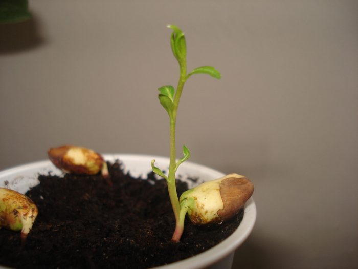 Cultivo de amêndoas a partir de sementes