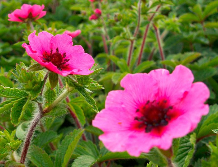 Cinquefoil ng Nepalese