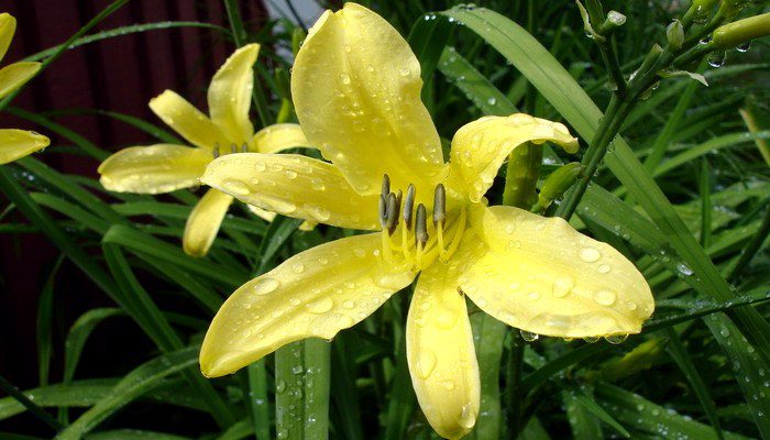 Liliowiec cytrynowy żółty