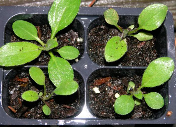 Cultivo de rudbeckia a partir de semillas