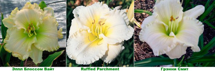 Els daylilies són blancs