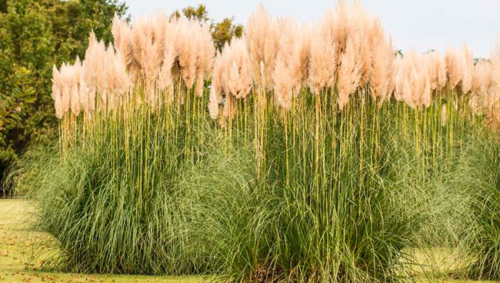 Miscanthus chinees