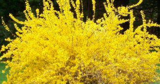 Θάμνος με κίτρινα φυλλοειδή άνθη