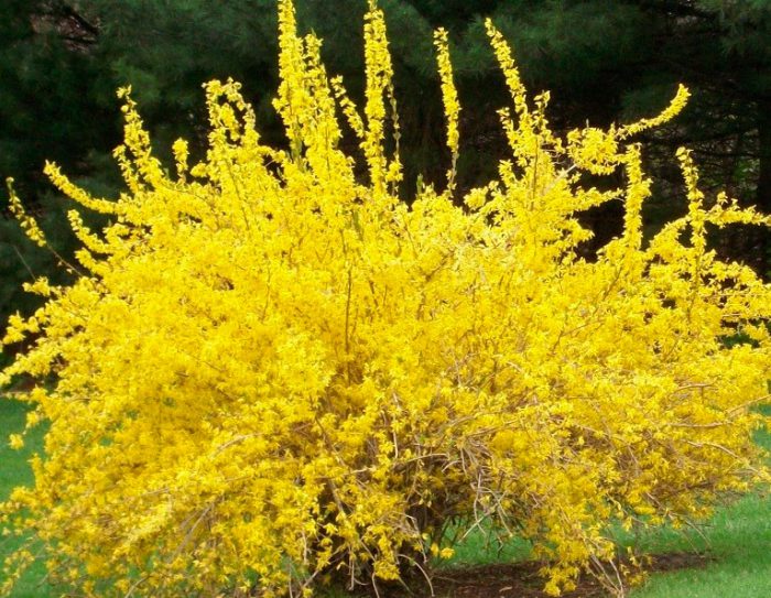 Θάμνος με κίτρινα φυλλοειδή άνθη