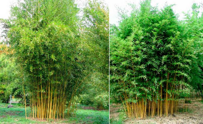Phyllostachis golden grooved