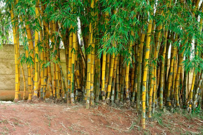 Bambu comum