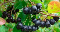 Chokeberry negre (rowan)