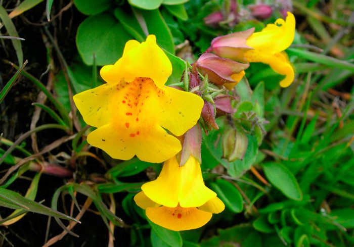 Mimulus speckled