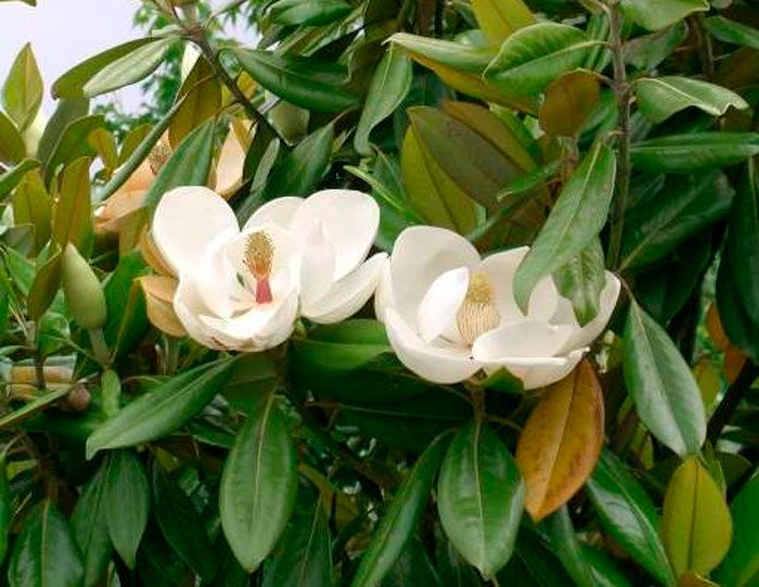 Magnolia de flores grandes