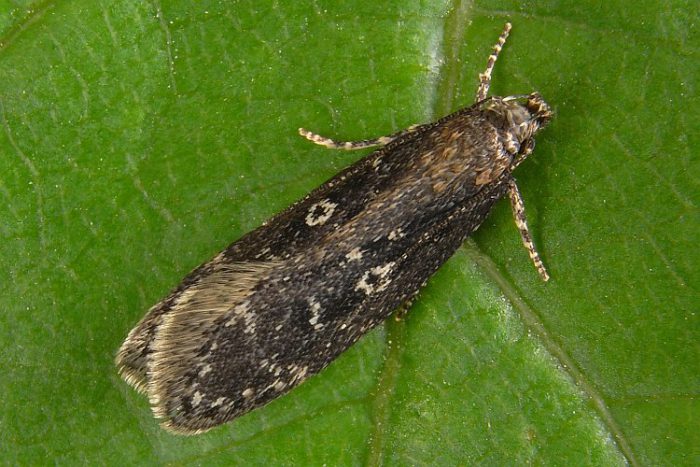 Rowan moth