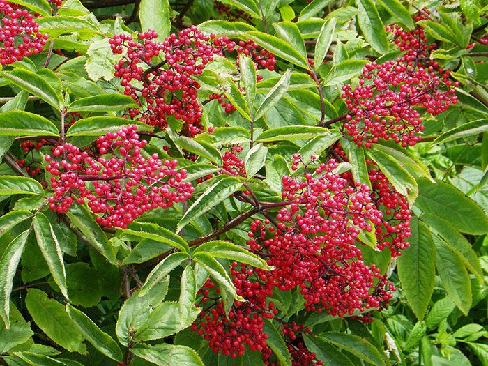 Elderberry rød