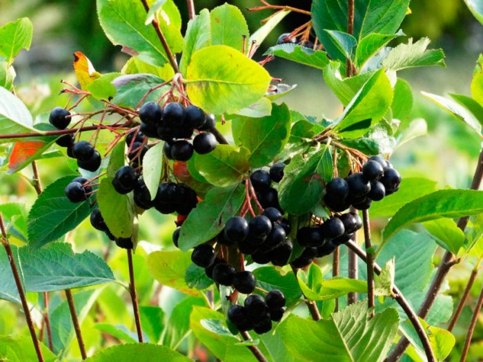 Chokeberry negre (rowan)