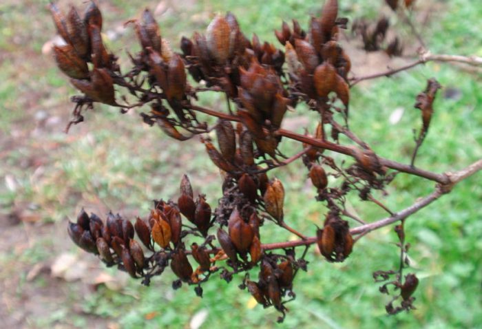 Lilac forplantning av frø