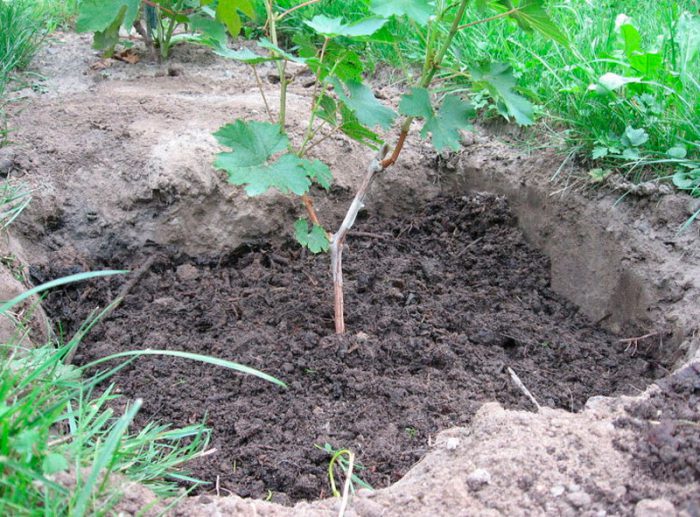 Plantando uvas em terreno aberto