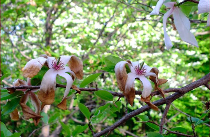 Magnolia efter blomstring