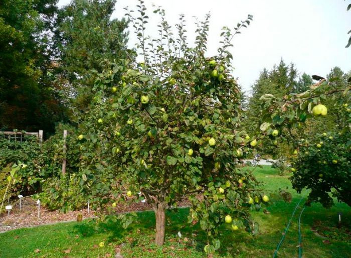 Quince care