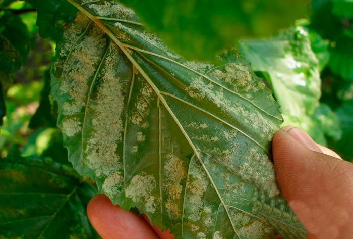 Lilac leaf mite