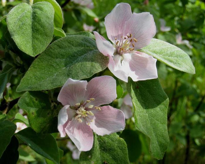 Penjagaan quince pada musim bunga