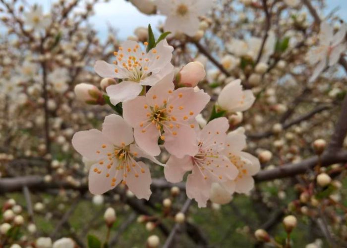 Cuidado de ameixa cereja na primavera