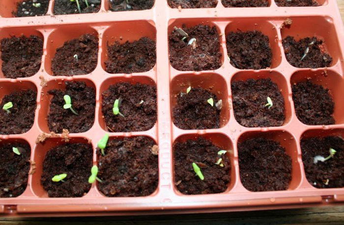 Reprodução de sementes de chokeberry