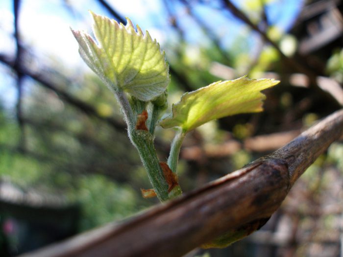 Cuidado de la uva de primavera
