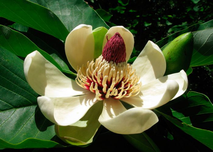 Magnolia odwrotnie jajowata
