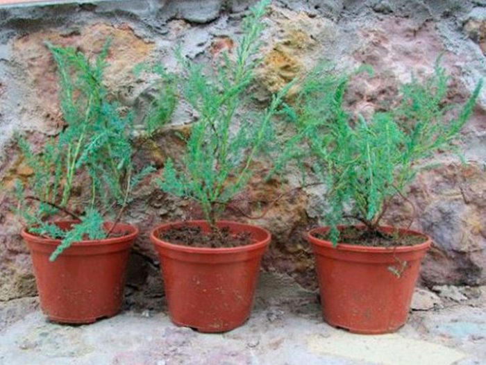 Reproductie van tamarix in de tuin