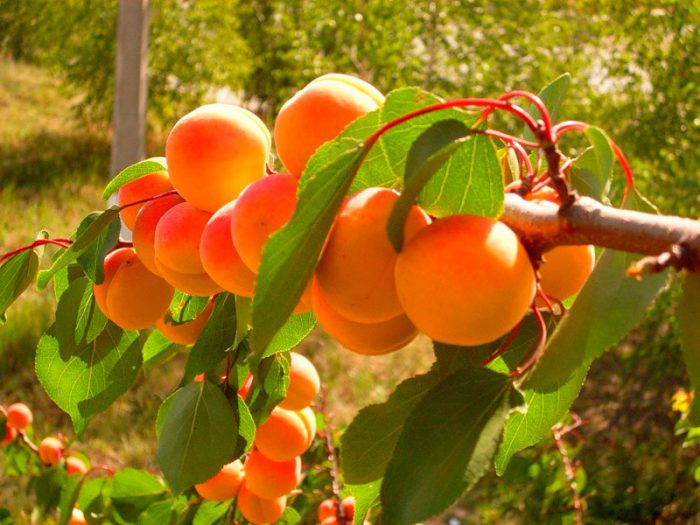 Summer apricot care