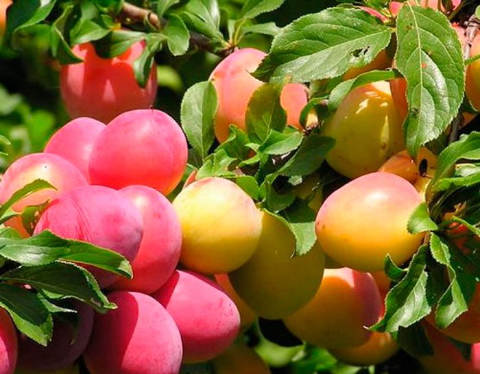 Vyšnių slyvų priežiūra vasarą