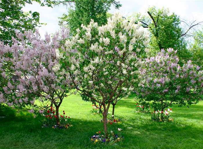 Caring for lilacs in the garden