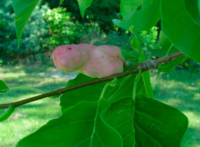 Magnolia puntiaguda