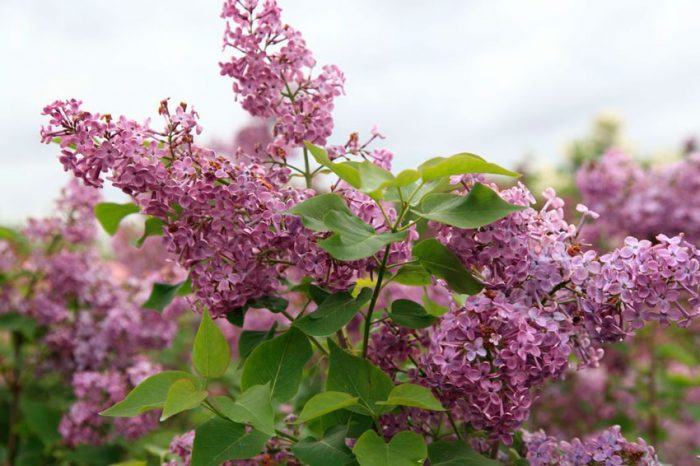 Lilac hyacint