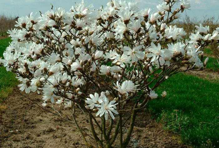 Estrella de magnolia