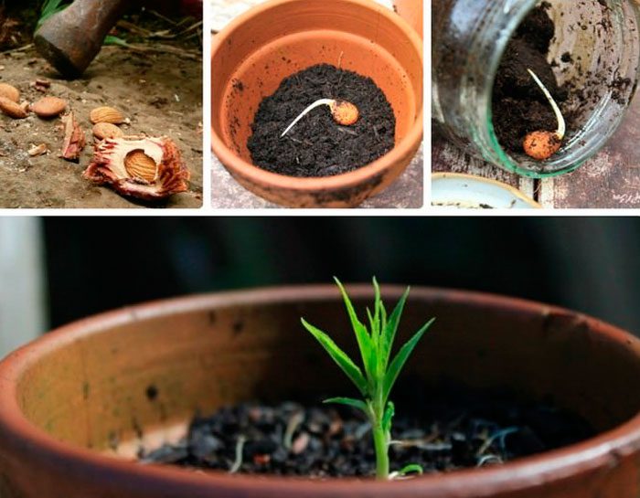 Cómo crecer a partir de una semilla