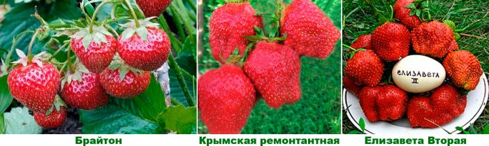 Verbleibende Erdbeersorten oder neutrale Tagessorten
