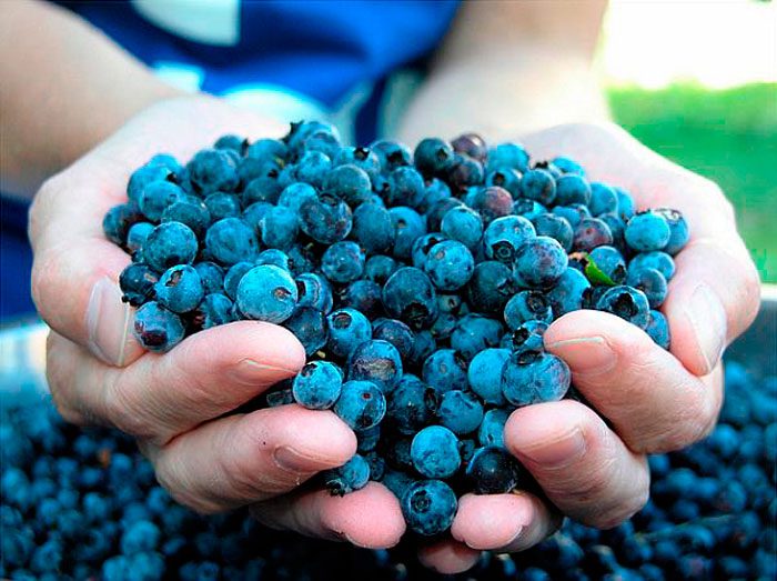 Blueberry-eigenschappen