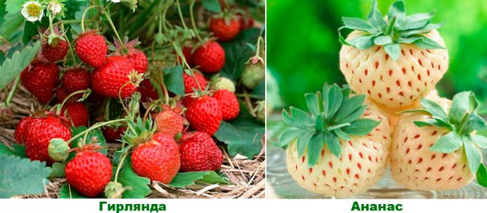 Variétés de fraises restantes ou variétés de jour neutres