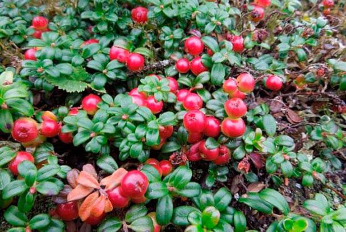 Cranberry-Schädlinge