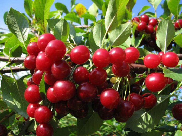 Cherry varieties for the Moscow region